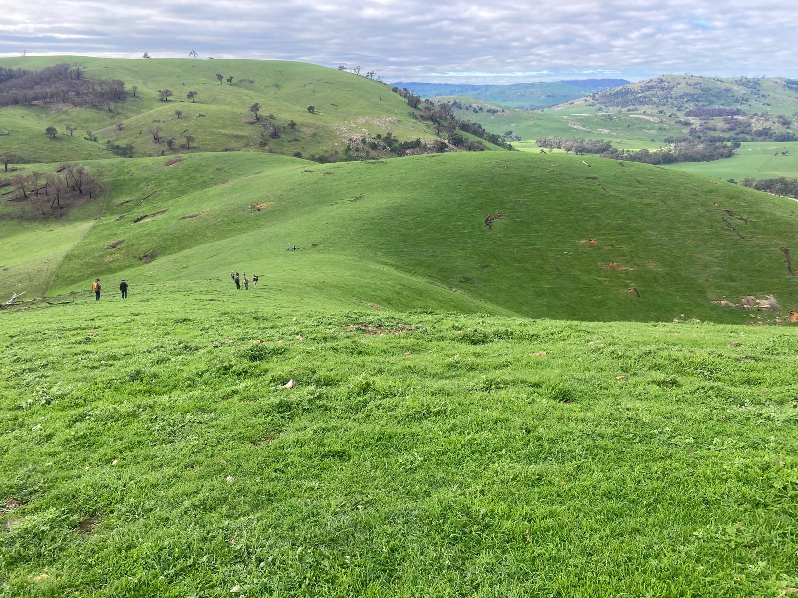 Green rolling hills around Highlands with community members walking a regrowth ridge